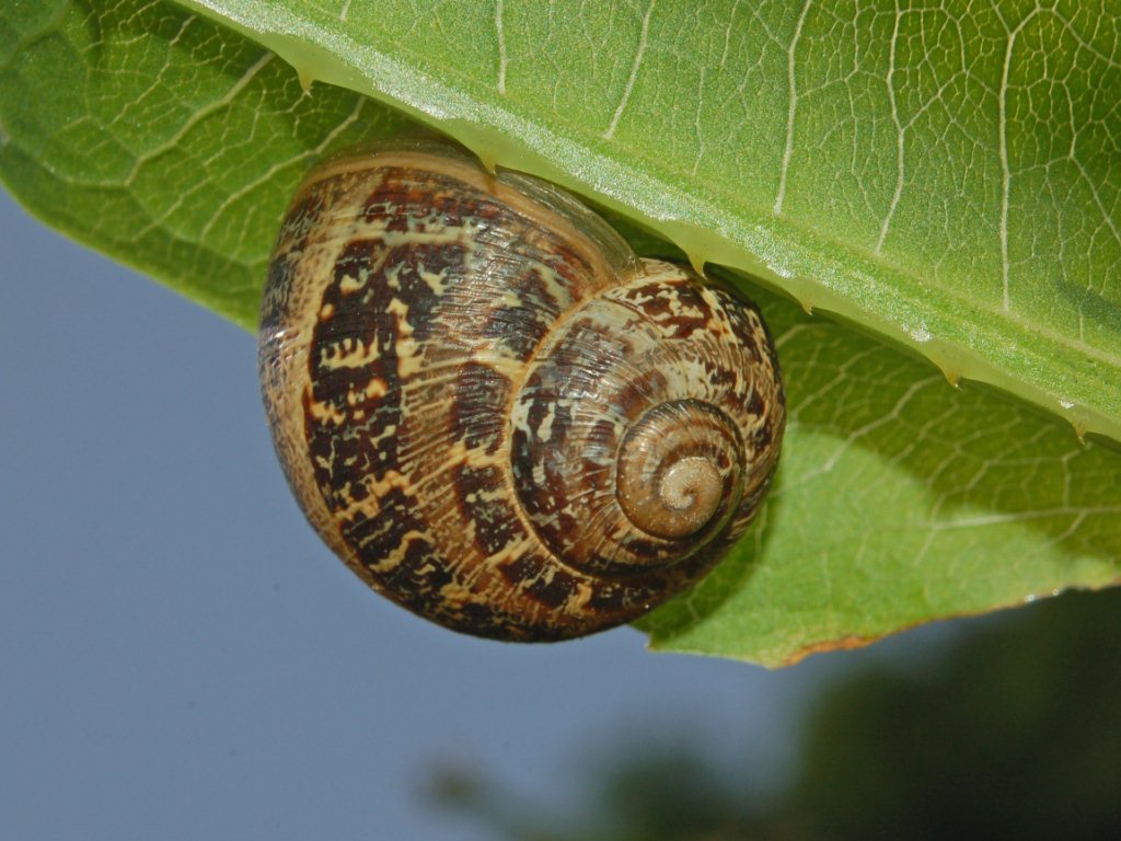 Due chiocciole abbastanza simili da identificare